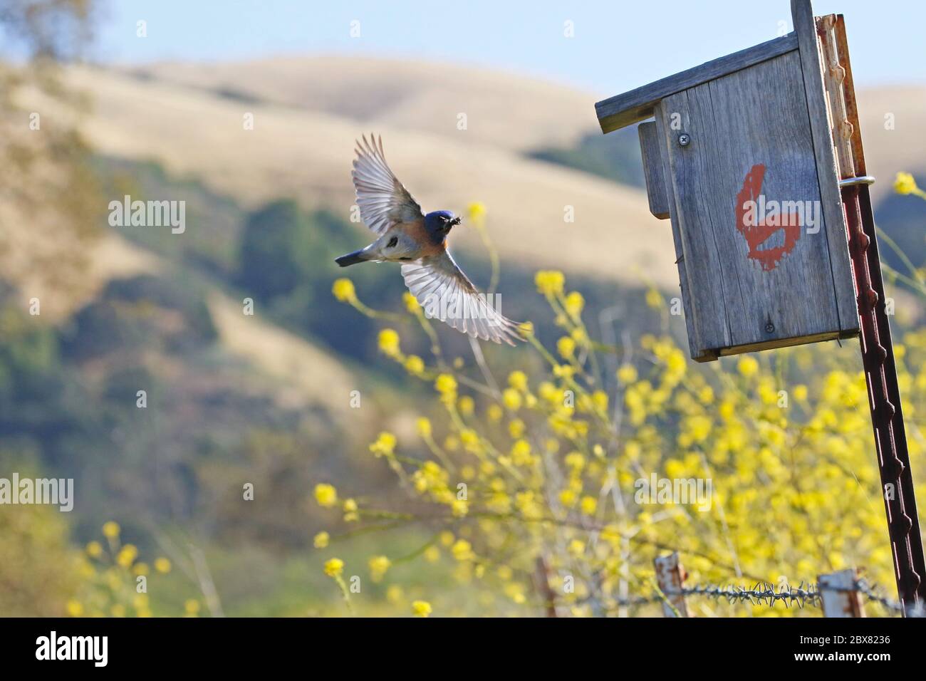 Bluebirds Foto Stock