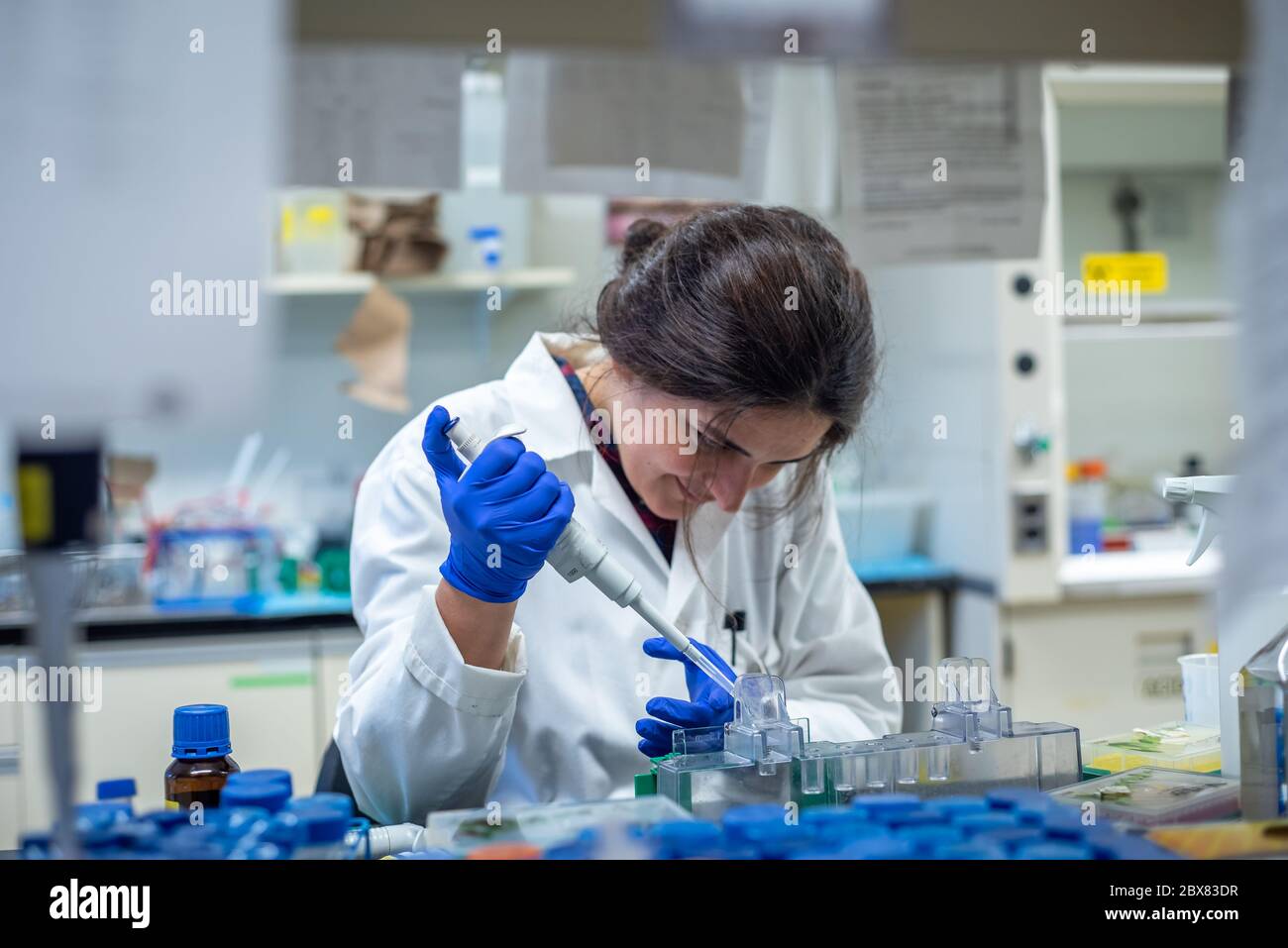 Donna scienziata che esegue Western blotting e la gestione di un gel SDS page Foto Stock