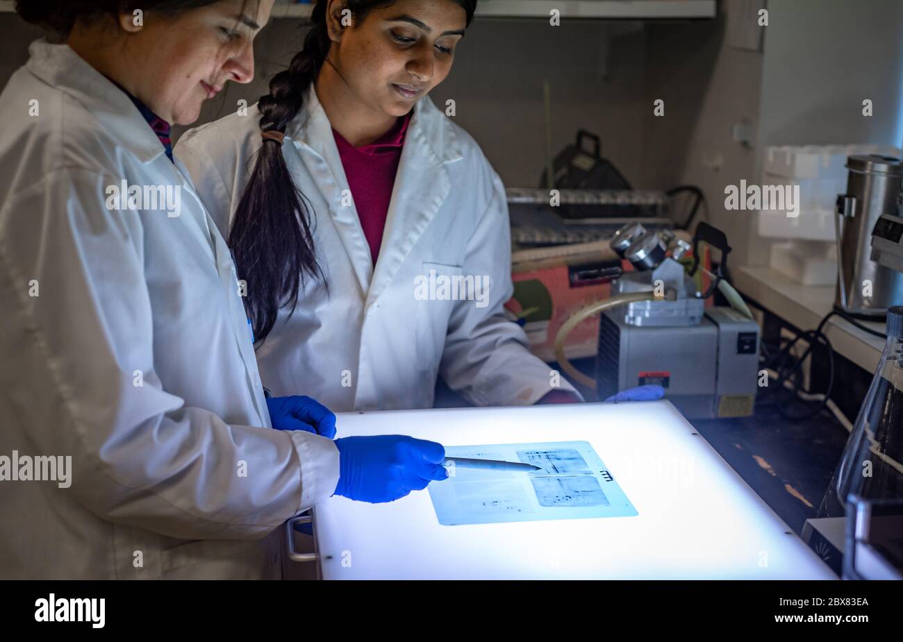 Ricercatore biomedico femminile che esamina una pellicola Western blot per la separazione delle proteine Foto Stock