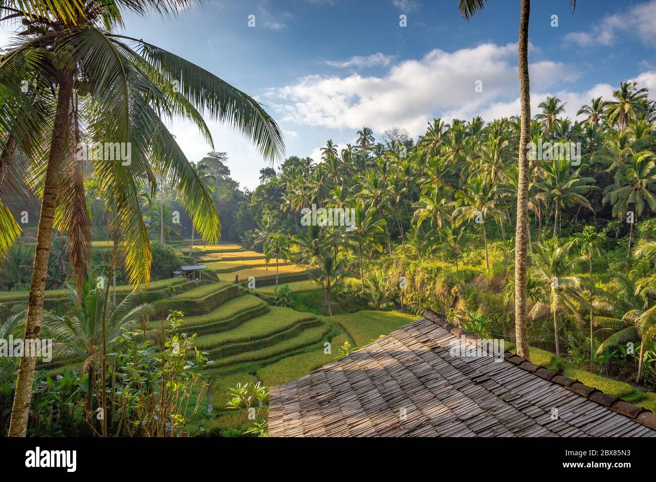 Terrazze di riso Tegalalang, con bella luce del mattino presto e senza persone, Ubud, Bali, Indonesia Foto Stock
