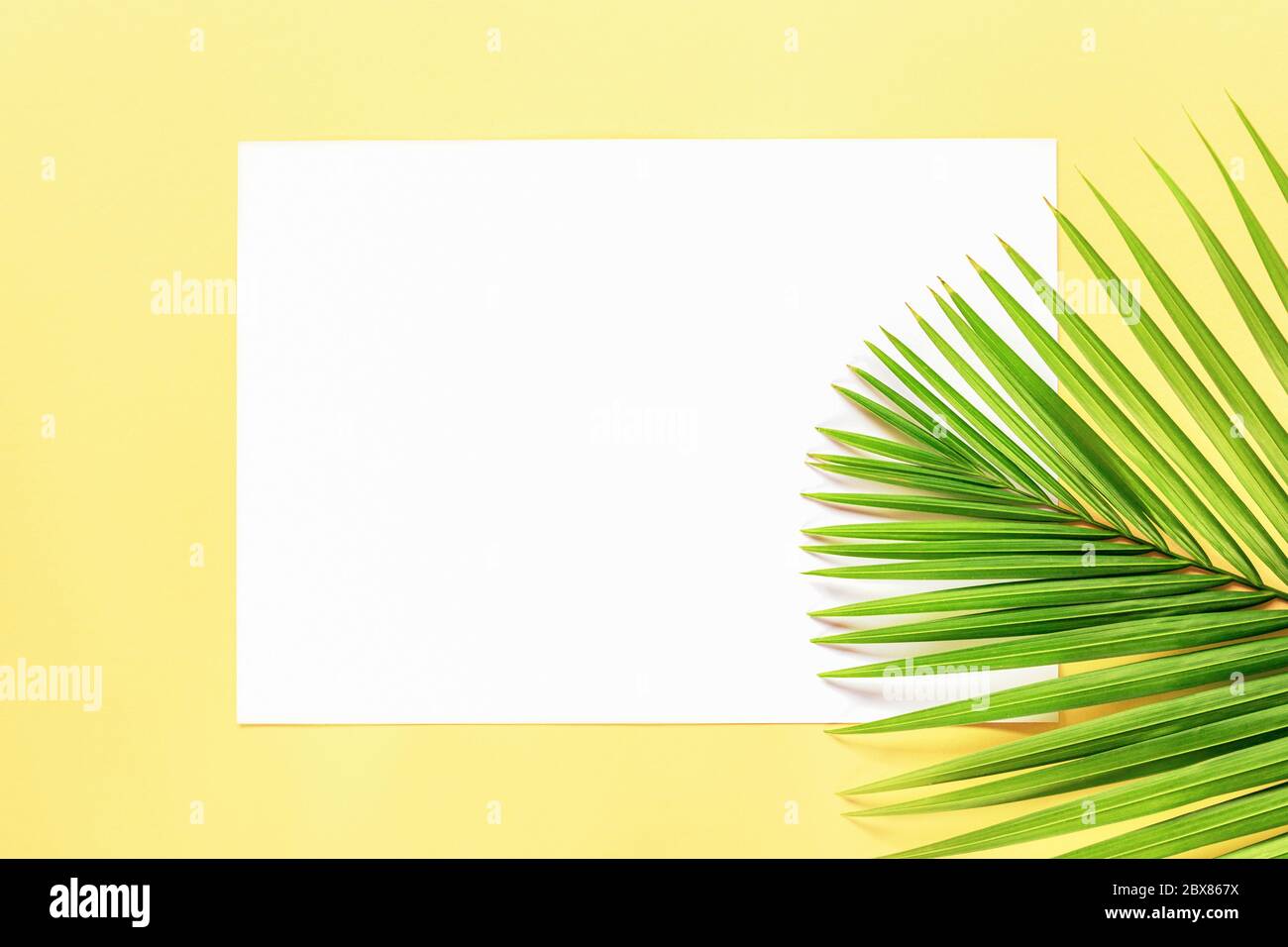 Foglio vuoto con foglia di palma su sfondo giallo, piatto, mock up Foto Stock