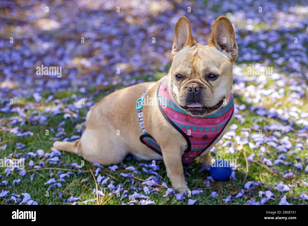 Bulldog francese seduto in ginocchio con le gambe fuori dietro come una rana. Foto Stock