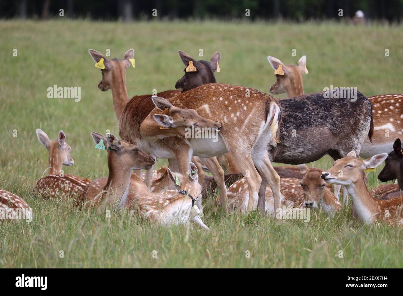 Dublino. 6 Giugno 2020. Un gruppo di cervi sono stati visti al Phoenix Park durante la Giornata Mondiale dell'ambiente a Dublino, Irlanda, il 5 giugno 2020. Credit: Xinhua/Alamy Live News Foto Stock