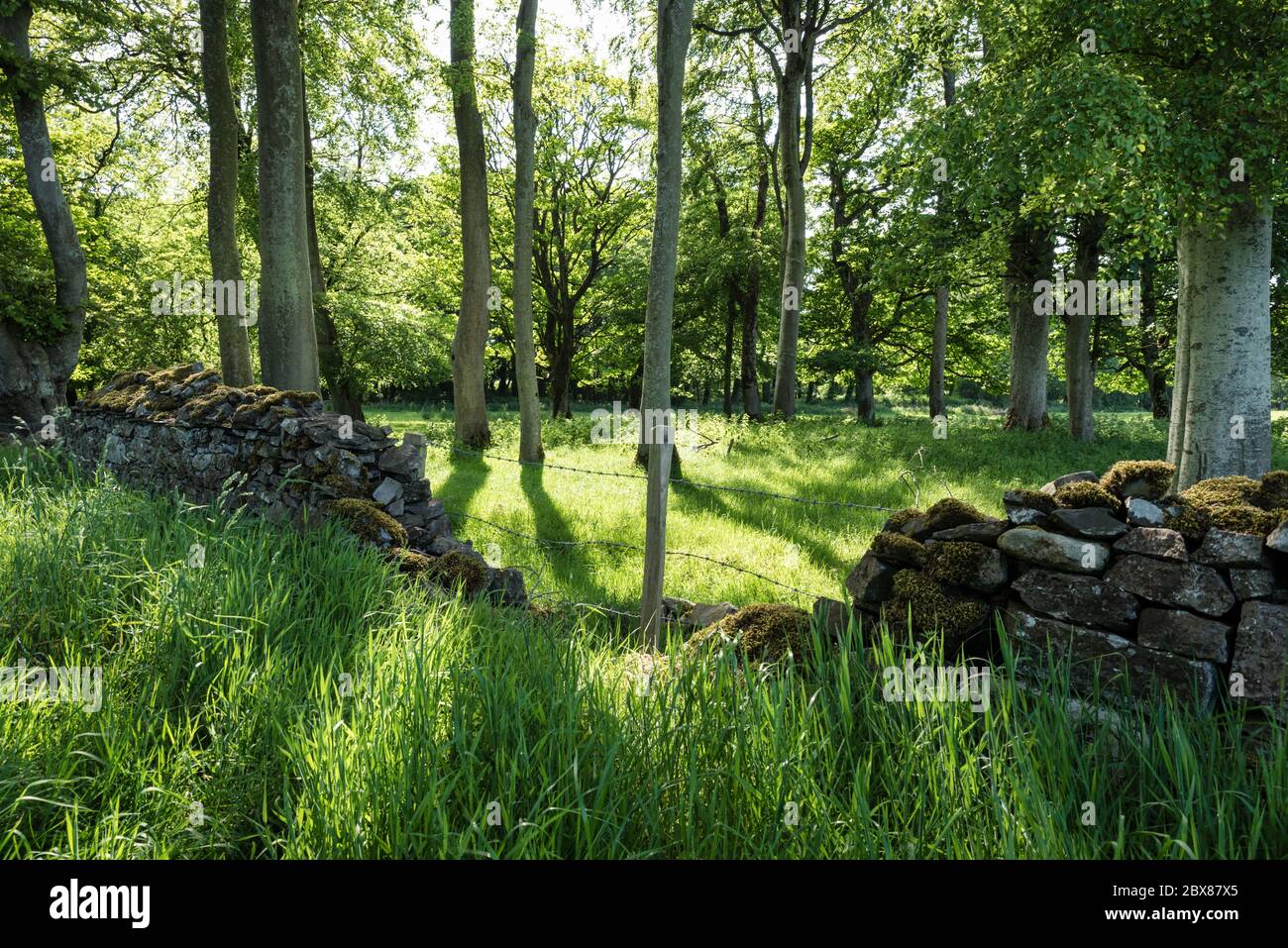 Antico muro di pietra in una foresta in Ierland in una giornata di sole in primavera Foto Stock