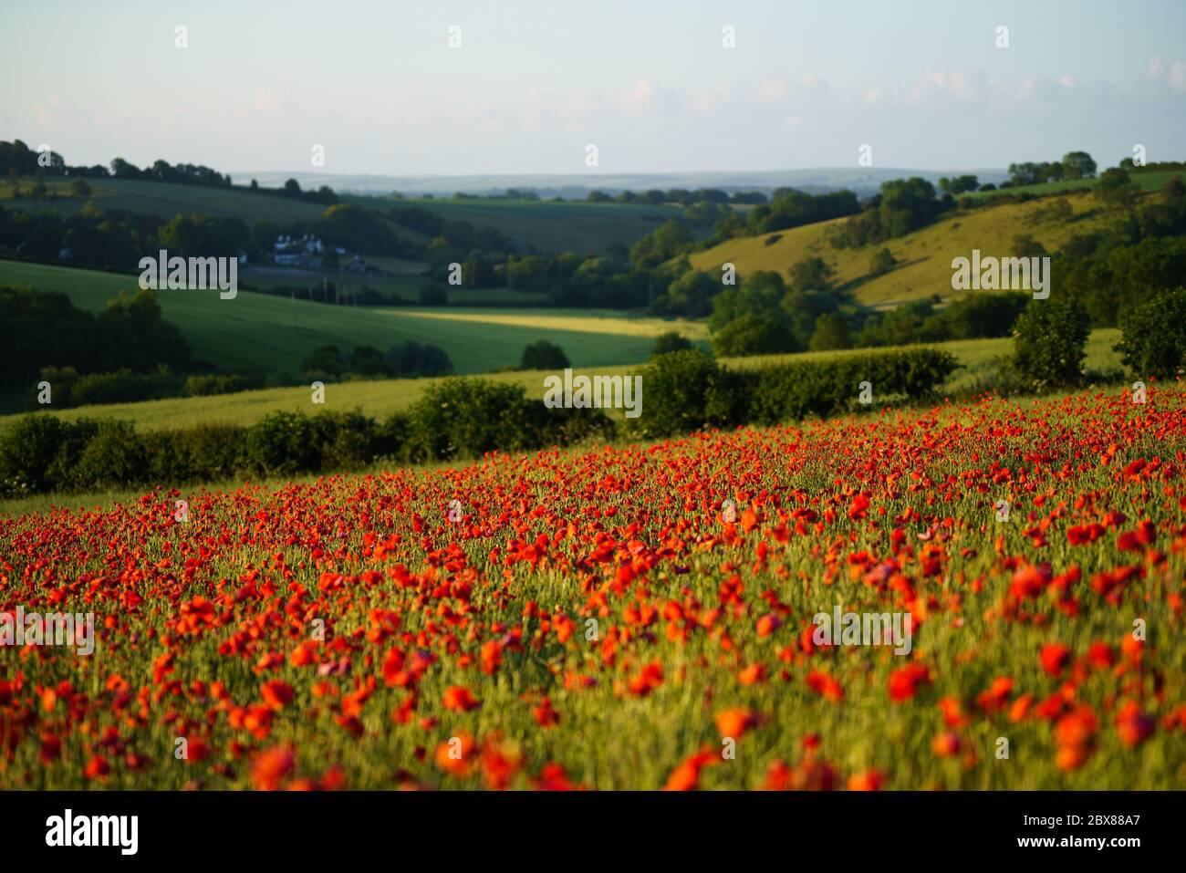 Dorchester, Dorset, Regno Unito. 6 Giugno 2020. Regno Unito Meteo. L'alba illumina in modo dorato un vivace campo di papavero rosso nel Dorset occidentale. Credito: DTNews/Alamy Live Foto Stock