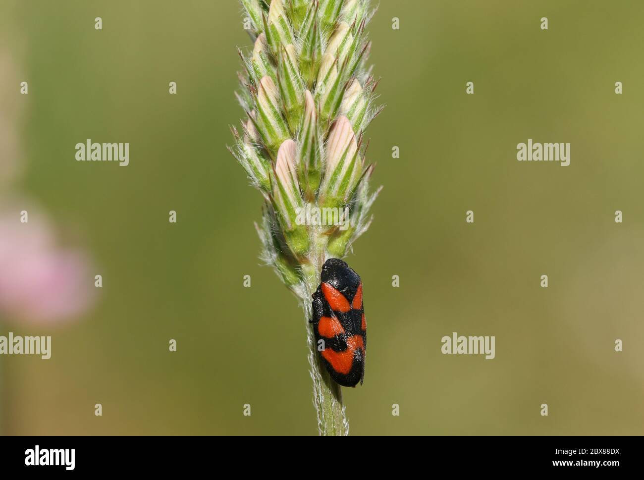 Un piccolo Froghopper rosso e nero, Cercopis vulnerabile, che percula su un fiore di sainfoin, onobrichis, in un prato nel Regno Unito. Foto Stock