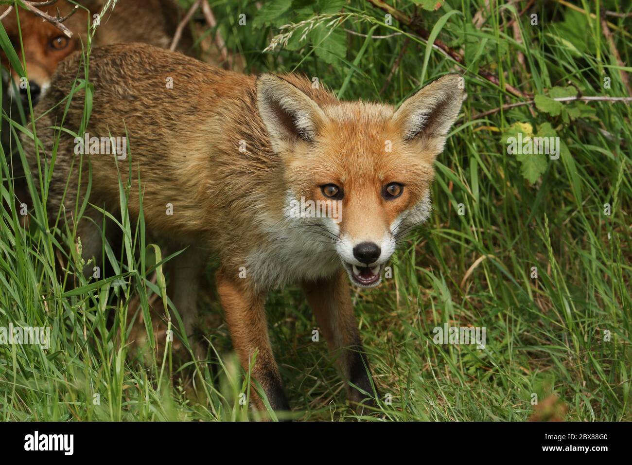 Un magnifico maschio selvaggio Red Fox, Vulpes vulpes, a caccia in un prato. Foto Stock