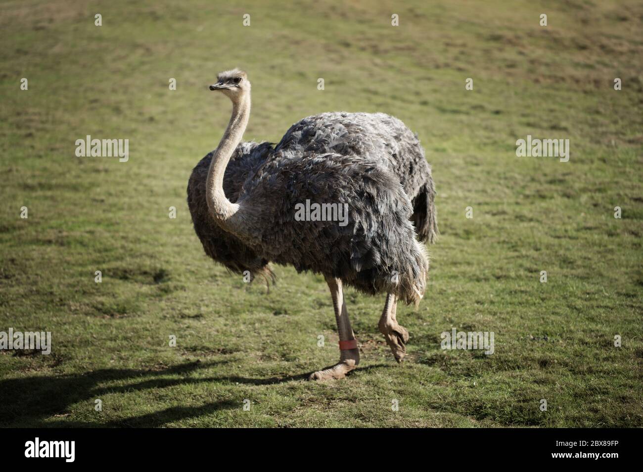 Femmina Ostrich (Struthio camelus) camminare sull'erba in un parco naturale Foto Stock