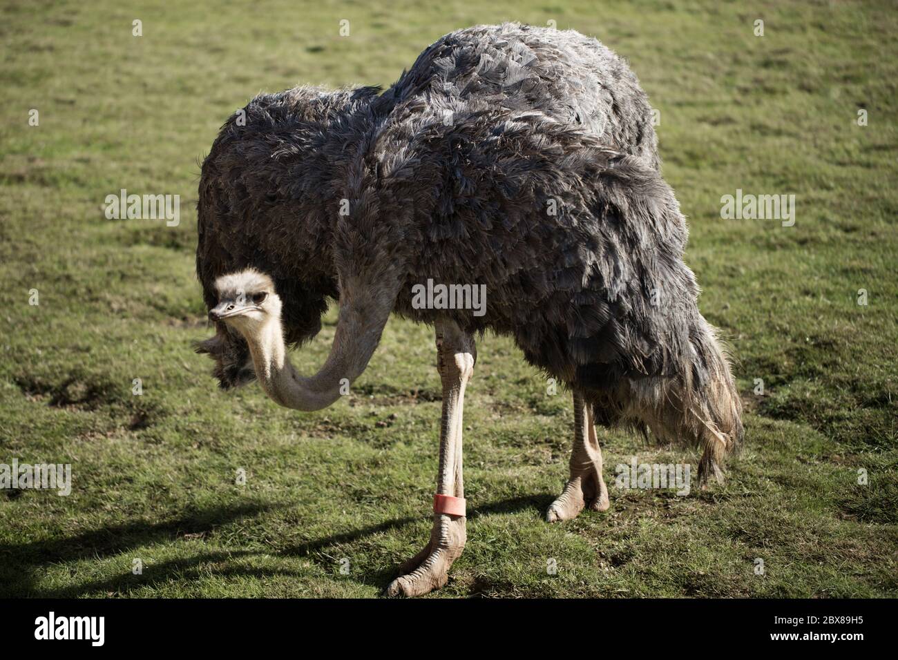 Femmina Ostrich (Struthio camelus) che mostra sull'erba Foto Stock