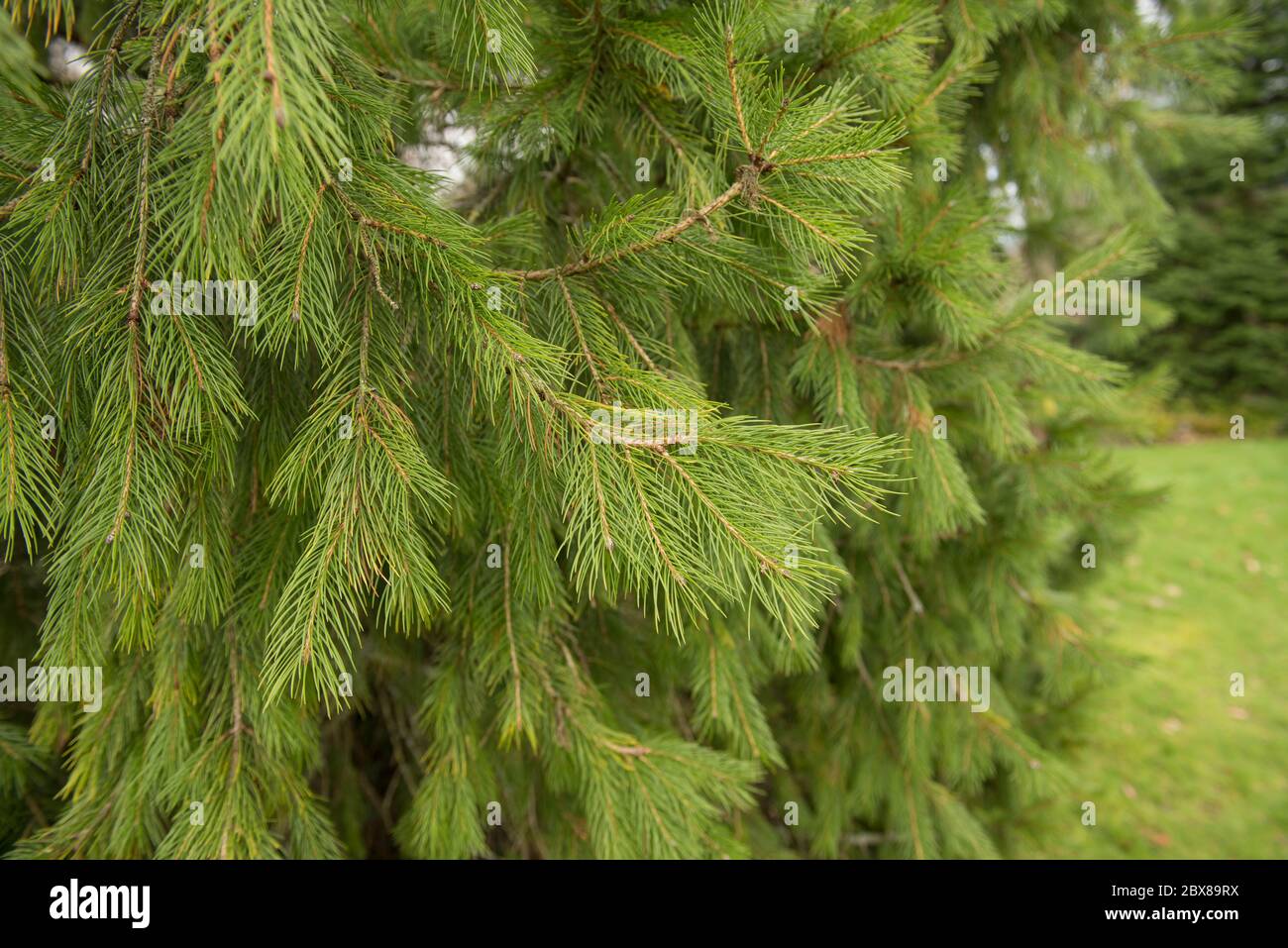 Nuova crescita primaverile su un albero Morinda o Himalayan occidentale (Picea smithiana) in un giardino in Devon Rurale, Inghilterra, Regno Unito Foto Stock