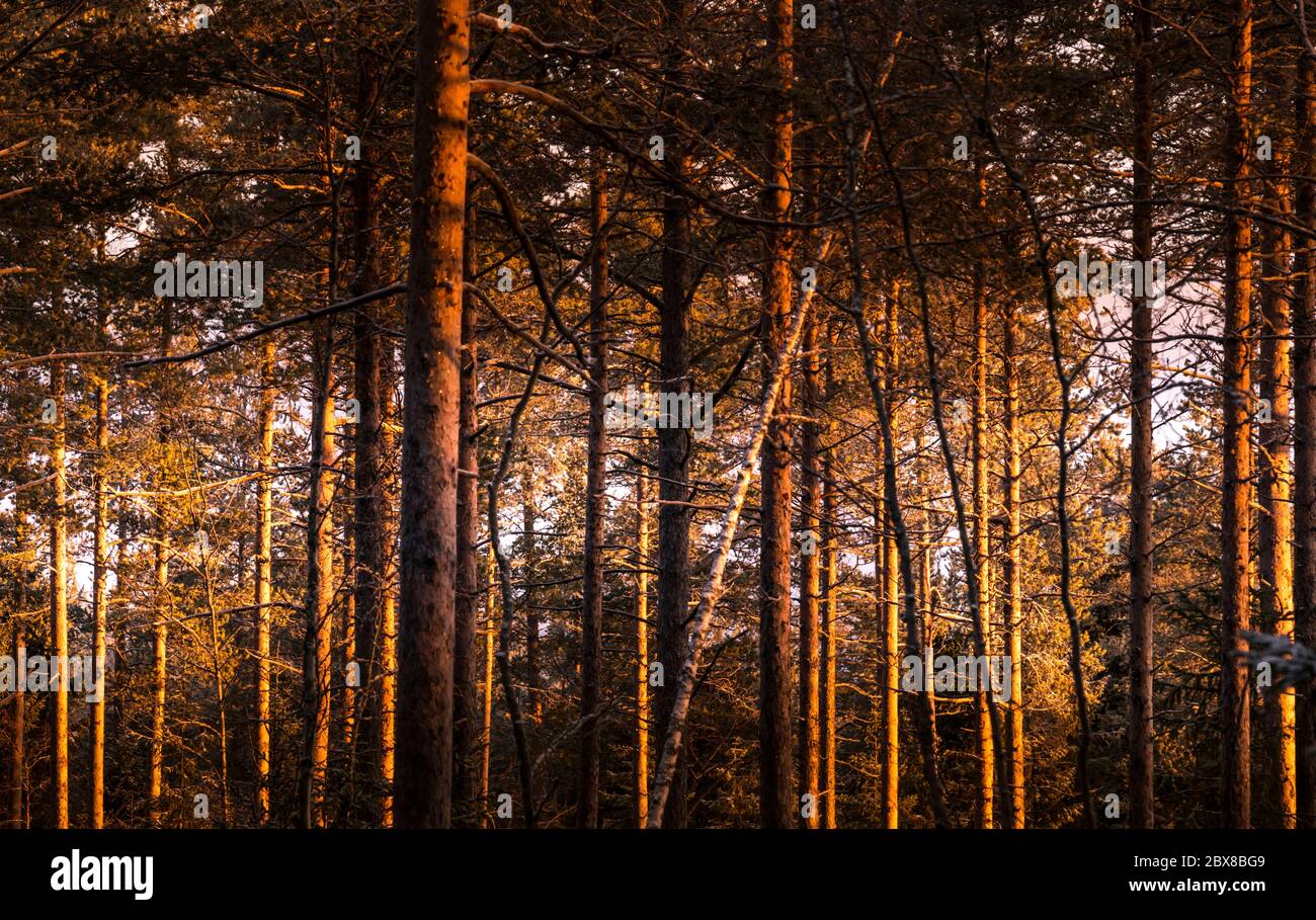 Golden Sunset si illumina orizzontalmente attraverso la pineta nel nord della Svezia, boschi molto densi e misti. Vasterbotten, Umea Foto Stock