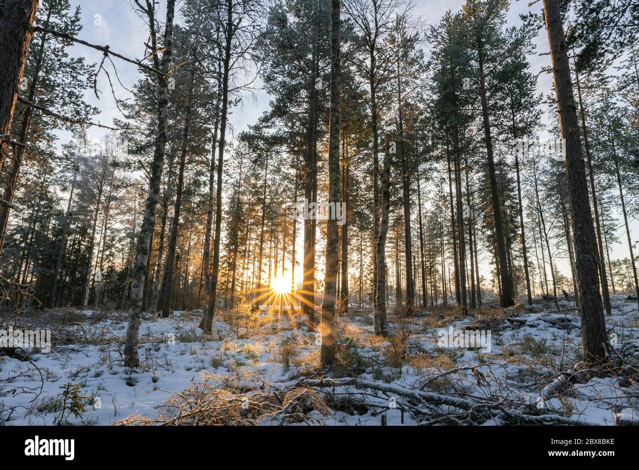 Tramonto magico nella foresta invernale: Fresca e morbida neve bianca. Il sole scende tra alberi, cieli semidrasdi, raggi di sole. Colori oro. Svezia settentrionale, copia spac Foto Stock