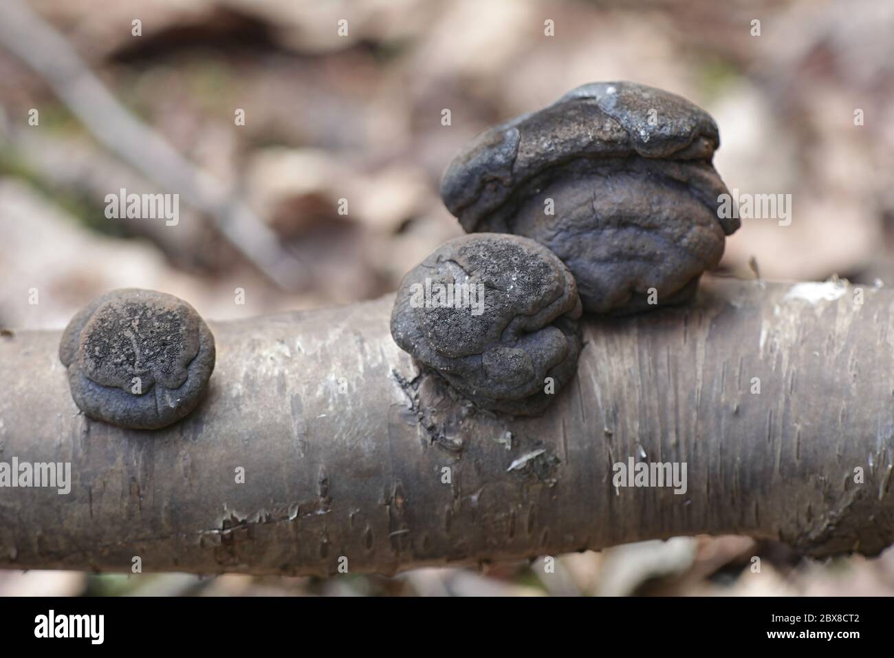 Daldinia concentrica, conosciuta come torta di Re Alfred, palle di carbonio e fungo del carbone Foto Stock