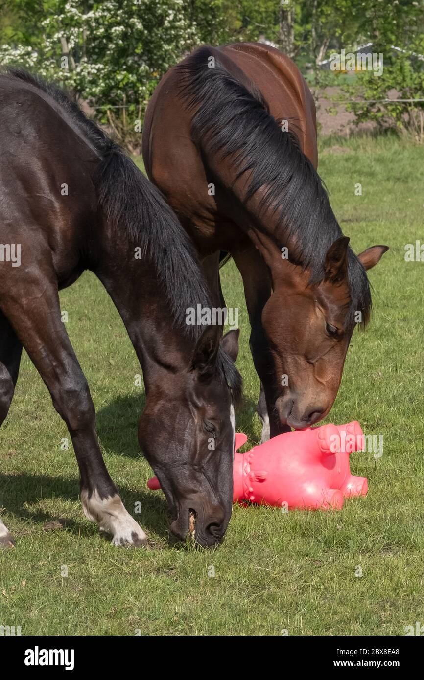 una mandria di stalloni che gioca con giocattoli gonfiabili di gomma dai colori brillanti, nel pascolo, cavallo. Foto Stock