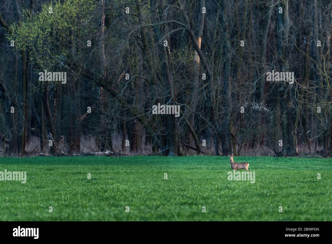 Cervi europei di capra - Capreolus capreolus, cervi comuni provenienti da foreste europee, boschi e prati, Repubblica Ceca. Foto Stock