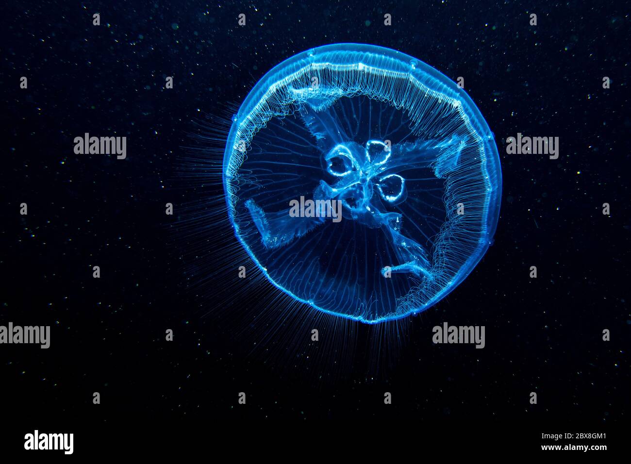 Un Aurelia Jellyfish, il metodo di esposizione, insieme alla luce stroboscopica diretta sono utilizzati per creare l'illusione 'spaziale'. Foto Stock