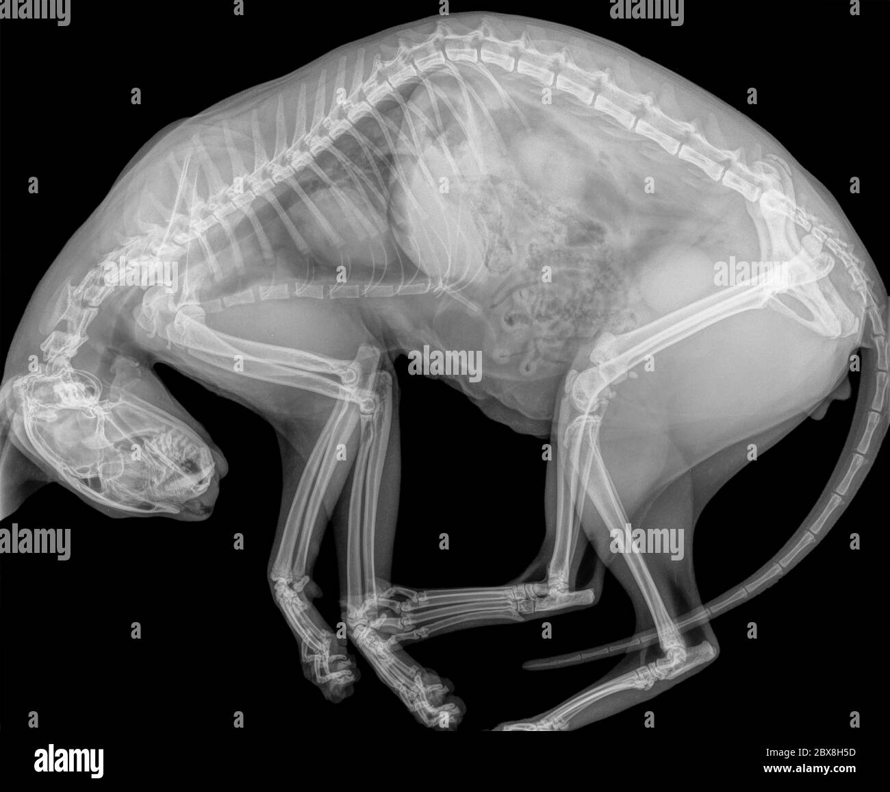 Radiografia digitale di un gatto in vista laterale. Isolato su nero Foto Stock