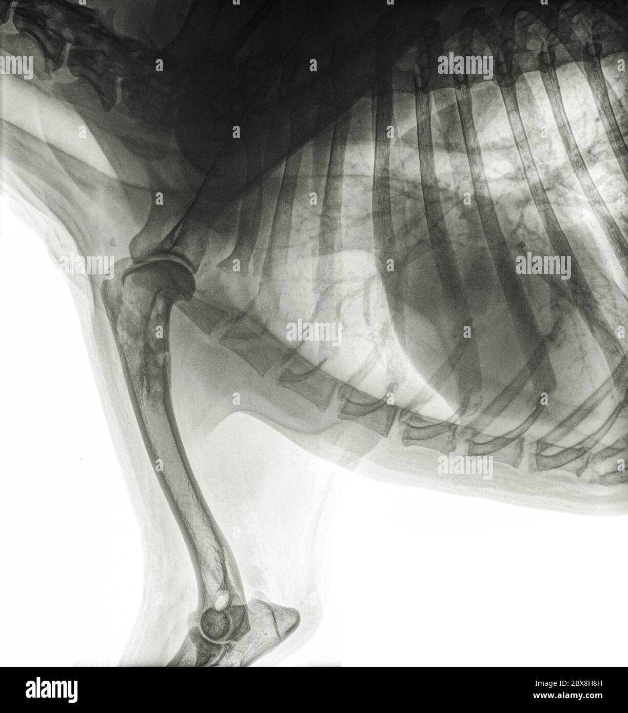 Raggi X laterali della parte anteriore di un cane con cancro alle ossa (osteosarcoma) nella parte superiore dell'omero. Isolato su bianco Foto Stock
