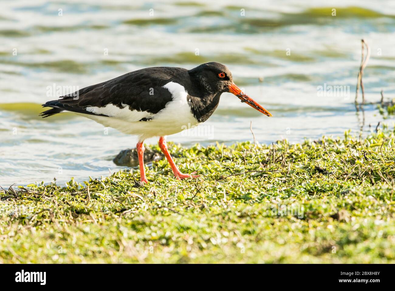 Un Oystercatcher eurasiatico, visto al Slimbridge Wetland Centre, Gloucestershire, Inghilterra, Regno Unito. Foto Stock
