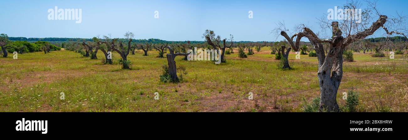 Olivi infestati (batterio Xylella Fastidiosa), Salento, Italia meridionale Foto Stock