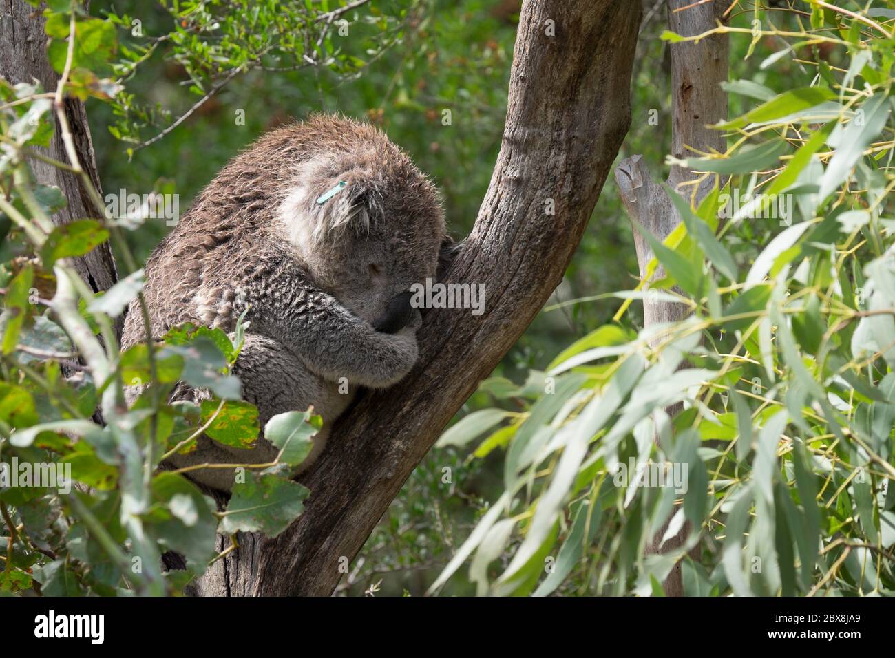 Koala (Phascolarctos cinereus) che riposa su un albero di Eucalipto, nel Centro di conservazione di Koala sull'isola Phillip, Australia Foto Stock