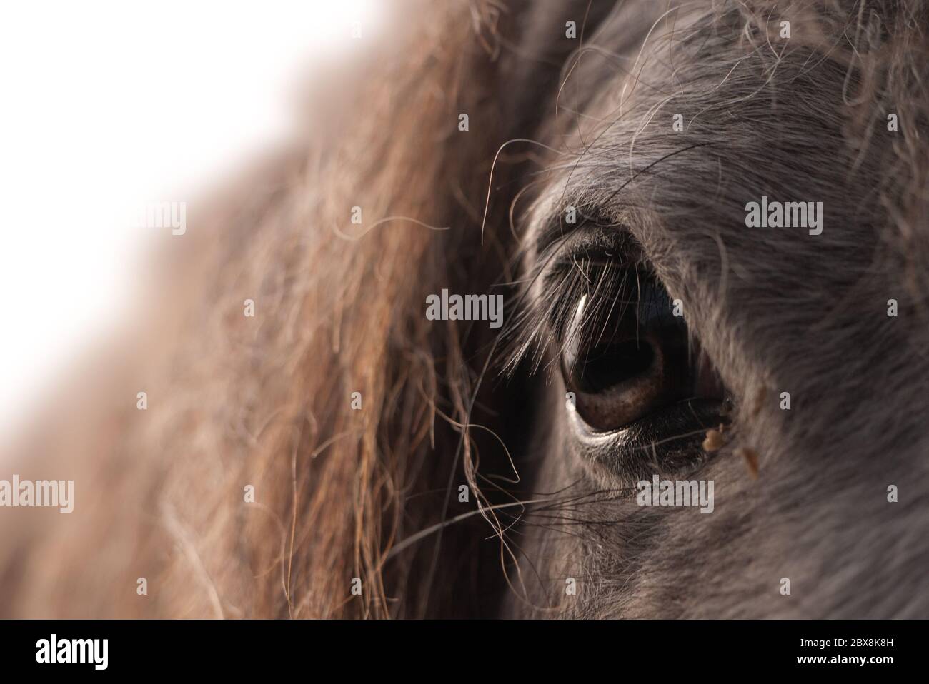 Primo piano dell'occhio destro di un cavallo. Vista frontale, spazio per la copia Foto Stock