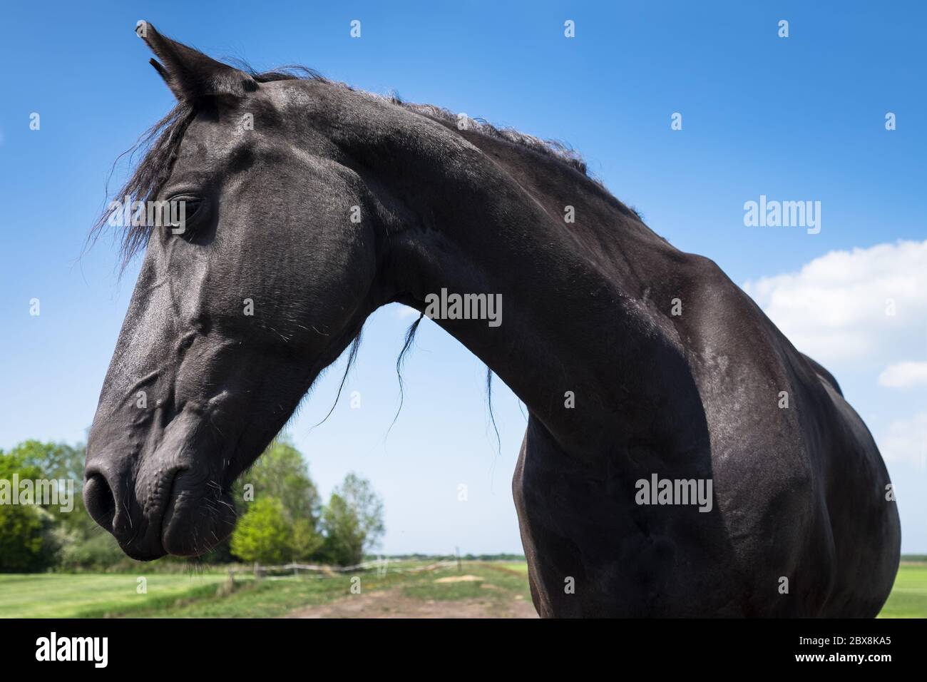 Cavallo Frisone nero visto dalla parte anteriore, la testa è girata a destra. Cielo blu Foto Stock