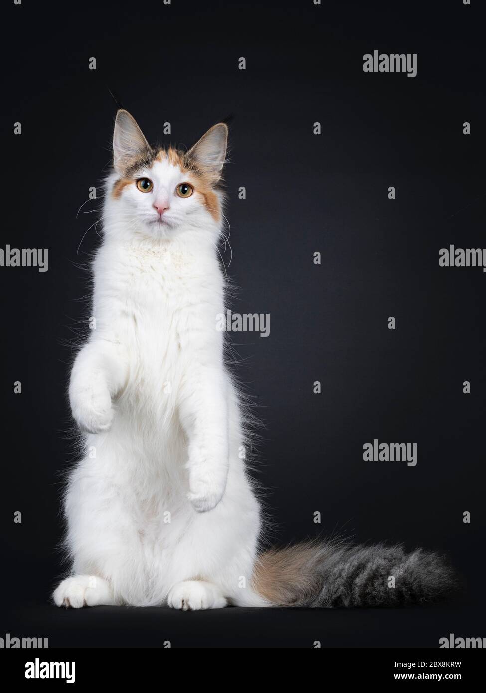 Carino giovane norvegese gatto Forestcat, seduto di fronte su zampe posteriori come meerkat. Guardando dritto l'obiettivo. Coda soffice accanto al corpo. Isolato su Bla Foto Stock