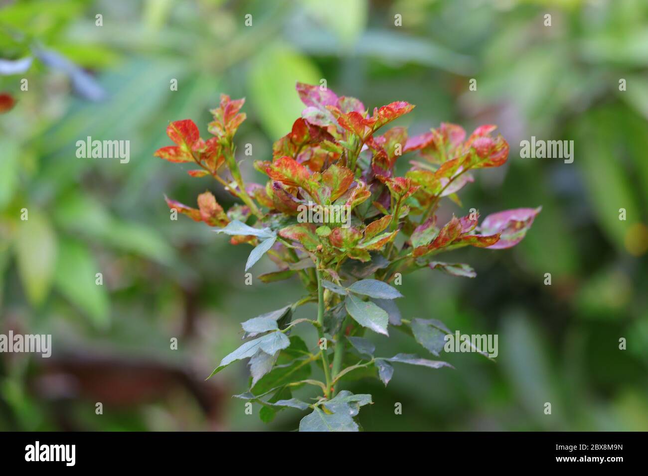 immagine hd di branca di rosa verde, immagine libera di foglia di rosa Foto Stock