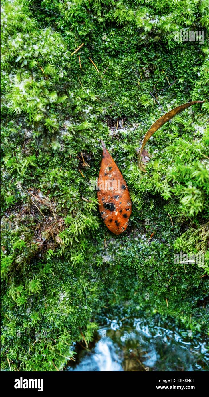 Vettore, modello, sfondo. Muschio lussureggiante e foglie caduti Foto Stock