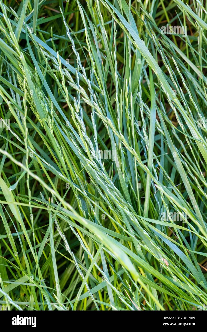 Sfondo, sfondo, vettore, disegno. Erba verde lunga Foto Stock