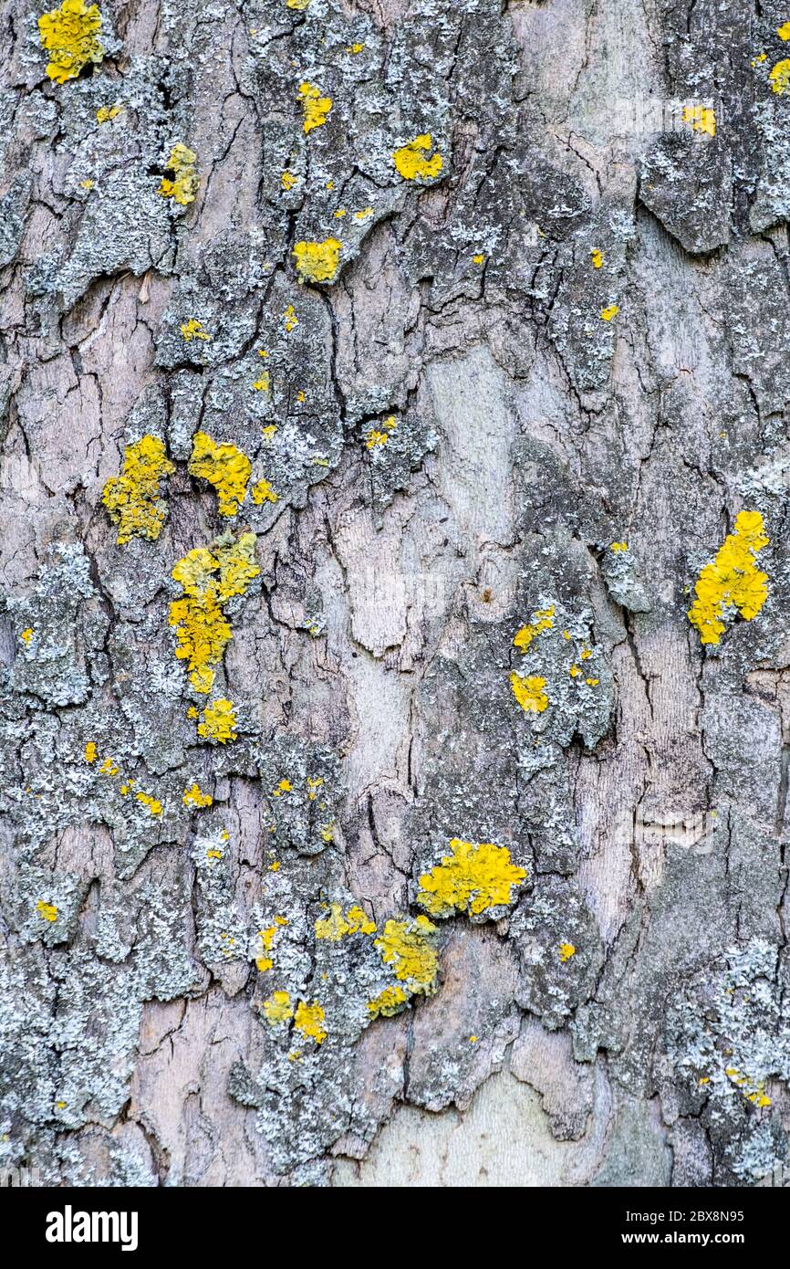 Sfondo, sfondo, vettore, disegno. Corteccia di alberi con lichene - da un albero ibrido piano (Platanus × acerifolia) Foto Stock