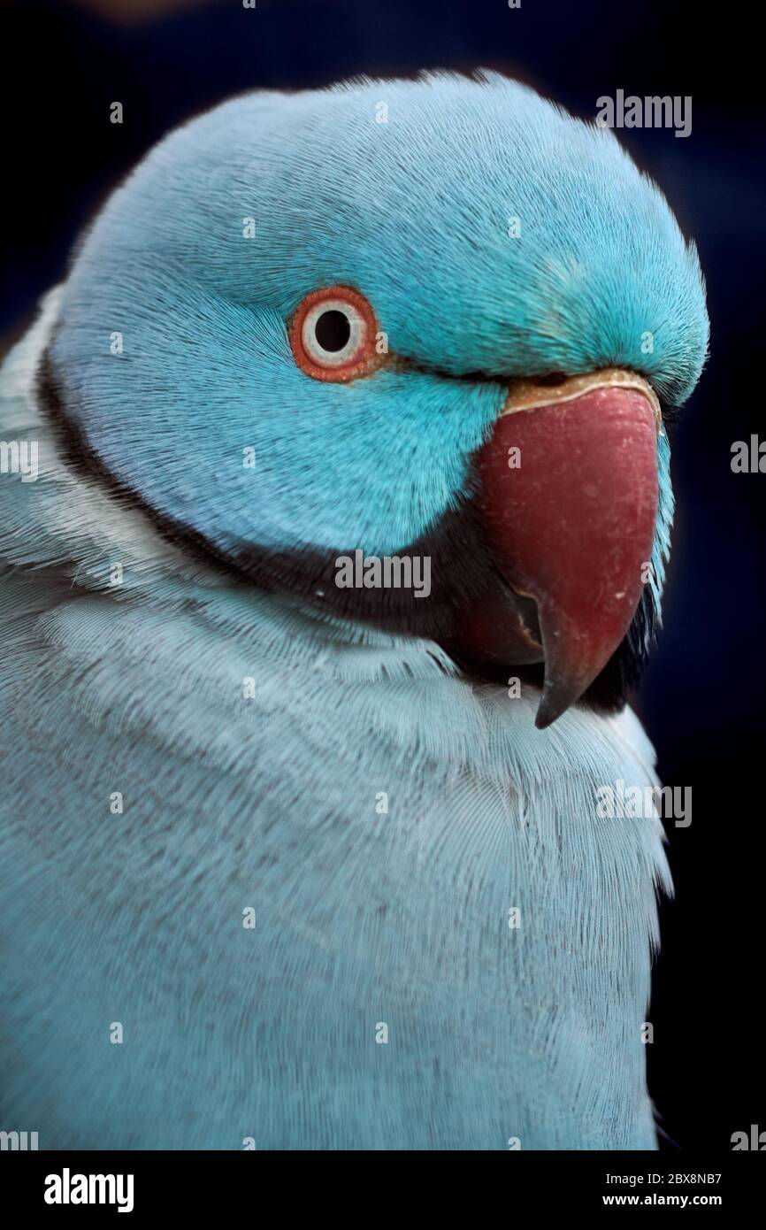 Blu Parakeet rosa (Psittacula krameri) isolato su sfondo nero Foto Stock