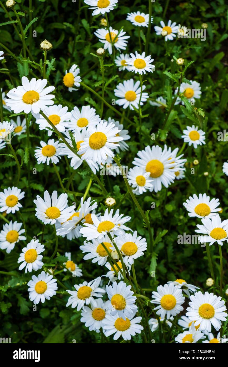 Daisy fiore sfondo, sfondo, vettore, design Foto Stock