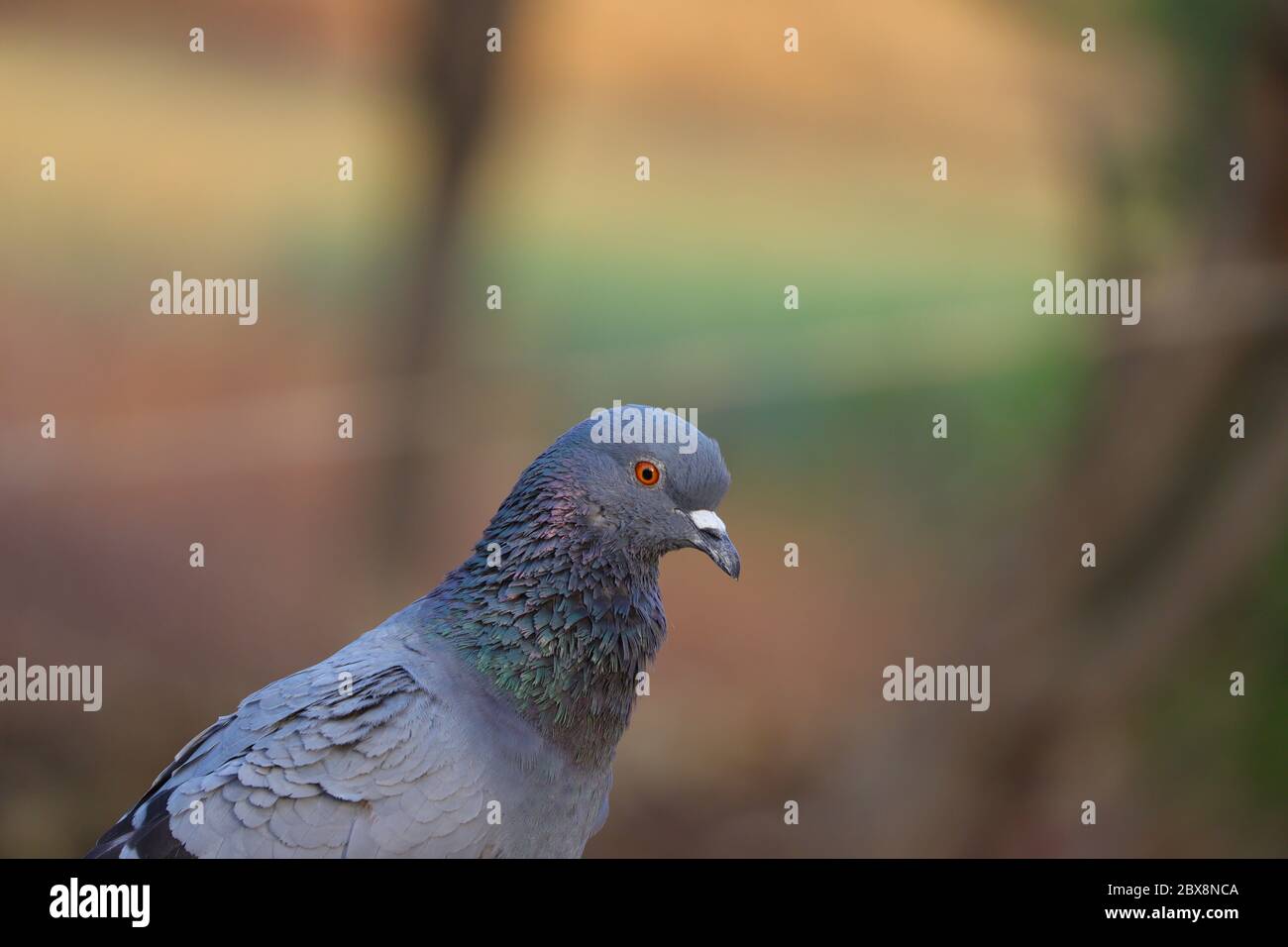 immagine di piccione senza royalty, fotografia di piccione rock Foto Stock