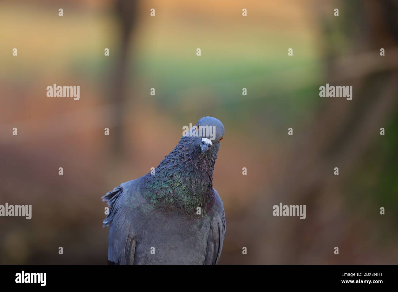 immagine hd piccione vista frontale, fotografia gratuita piccione uccello Foto Stock