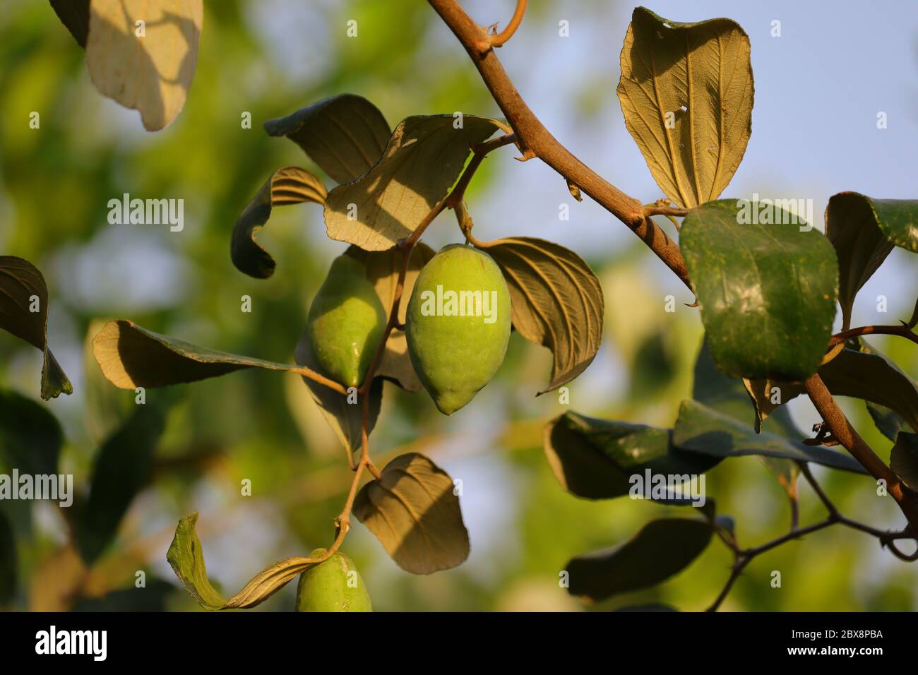 Albero di frutta di jujoba, immagine HD, immagine esente da royalty Foto Stock