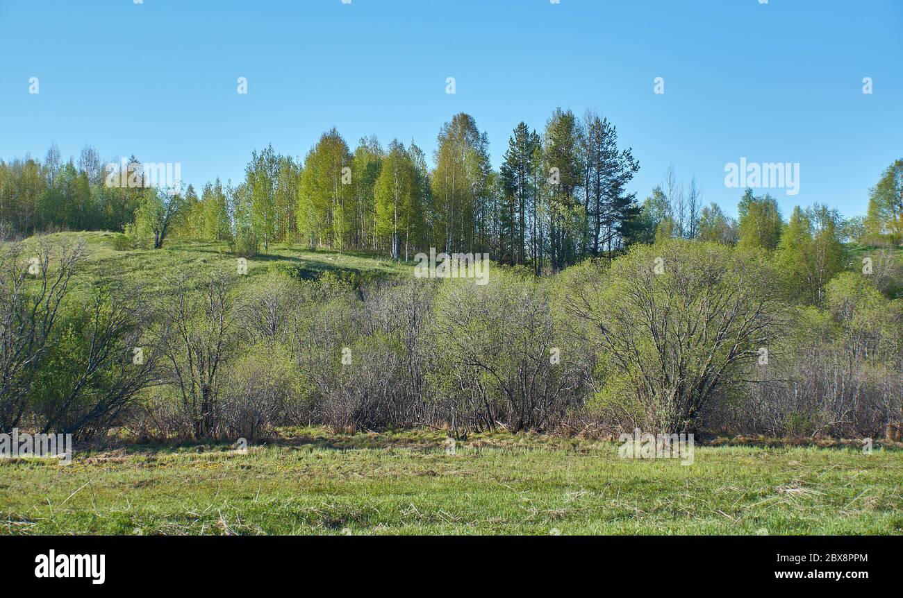 Paesaggio primaverile dell'europa settentrionale, pascolo rurale verde tra alberi sotto il cielo blu i Foto Stock