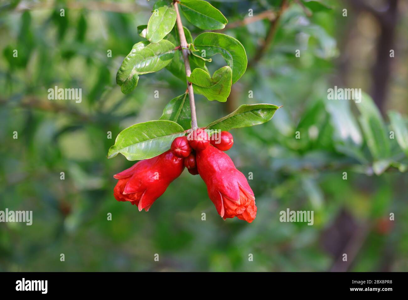 Fotografia di fiori di melograno, immagine di sfondo HD, fiore di melograno su albero Foto Stock