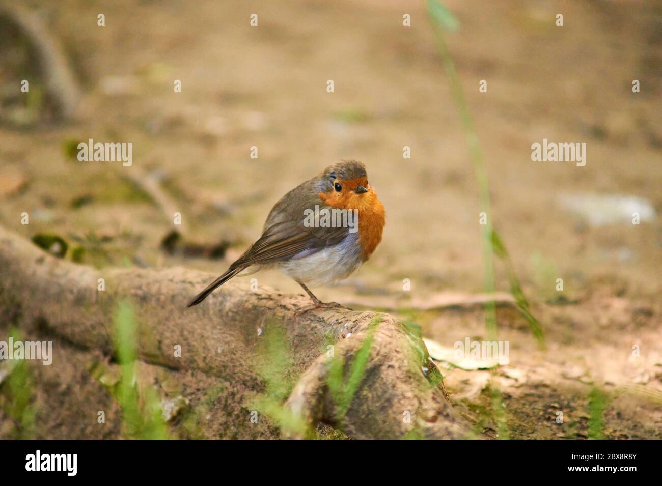 Piccolo Robin nella natura Foto Stock