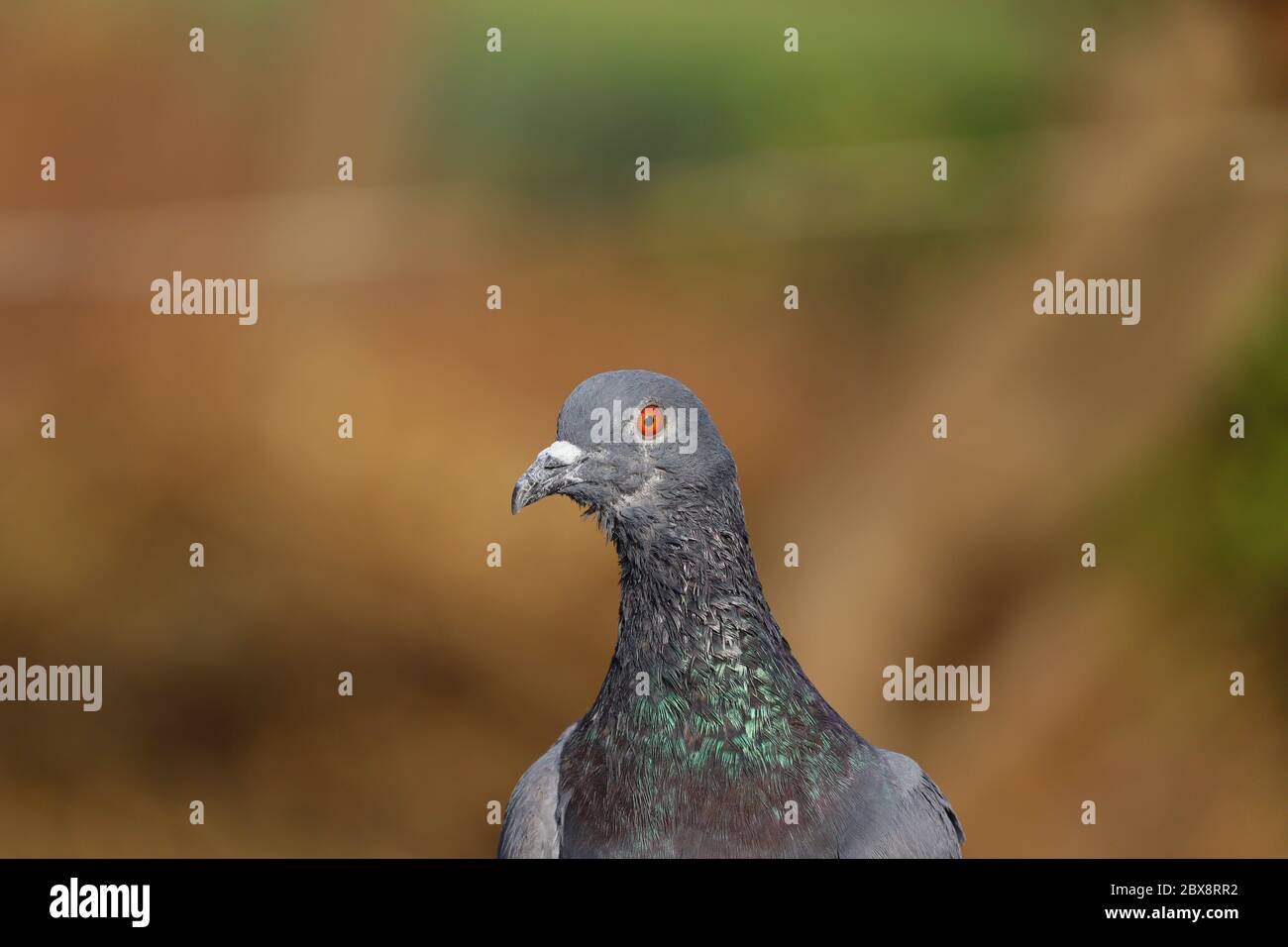 Immagine piccione priva di royalty, sfondo Full HD, uccello piccione Foto Stock