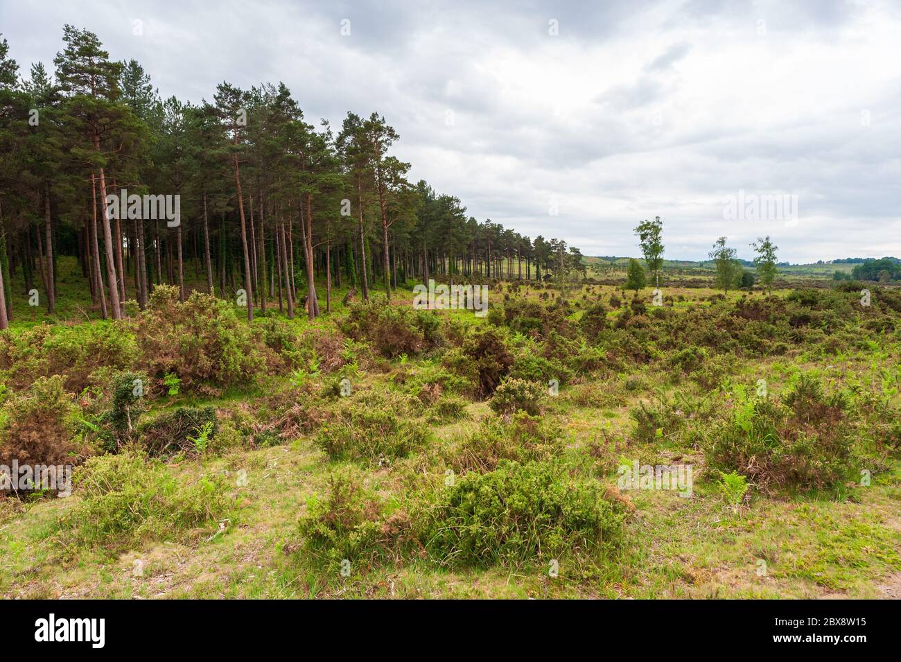Pini e brughiera in un paesaggio della New Forest, Hampshire, Inghilterra, Regno Unito Foto Stock