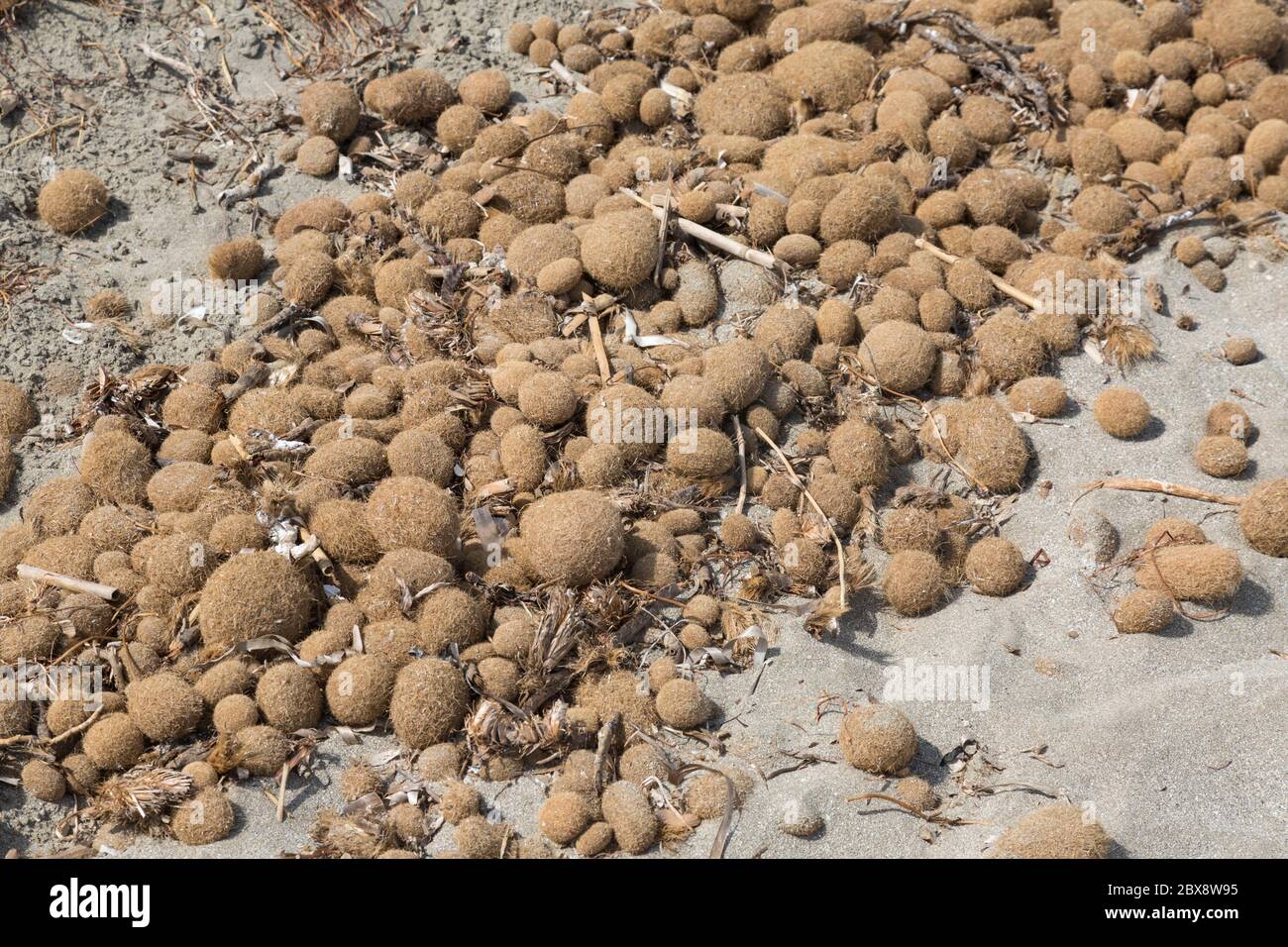 Palline da spiaggia o palline di mare di Posidonia oceanica Foto stock -  Alamy