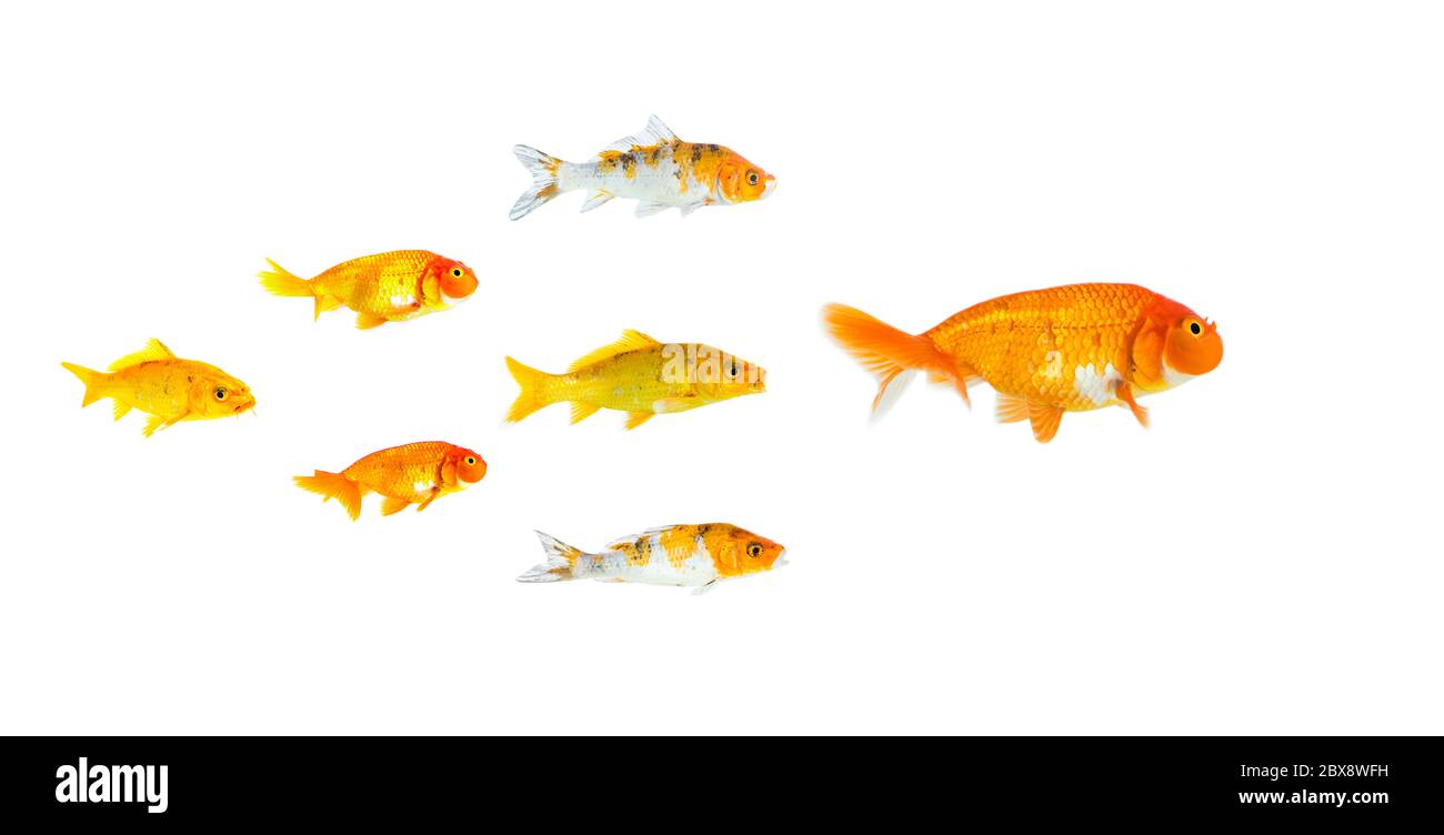 Gruppo di pesci rossi e pesci koi piccoli che seguono il leader isolato su sfondo bianco mostrando il successo individualità leader o concetto di motivazione. Autobus Foto Stock