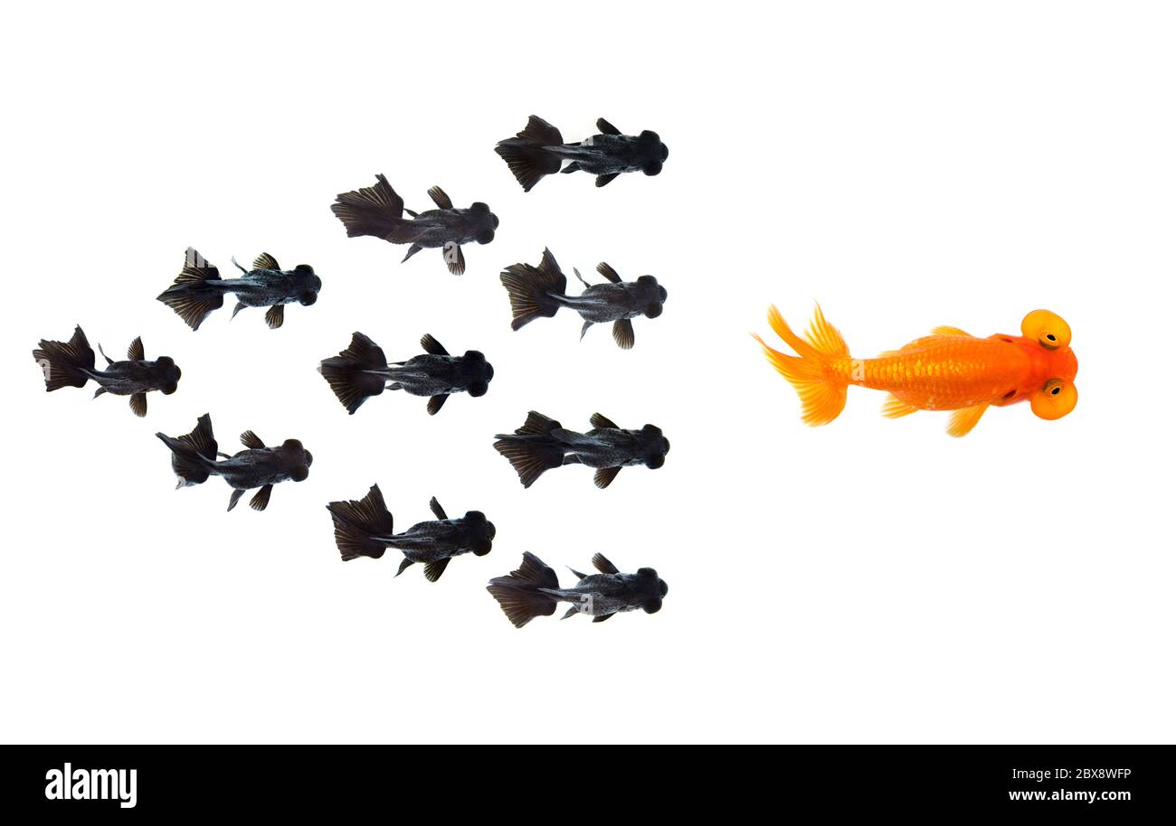 Gruppo di piccolo pesce d'oro nero dopo il pesce d'oro il leader isolato su sfondo bianco mostrando il successo individualità leader o concetto di motivazione. B Foto Stock