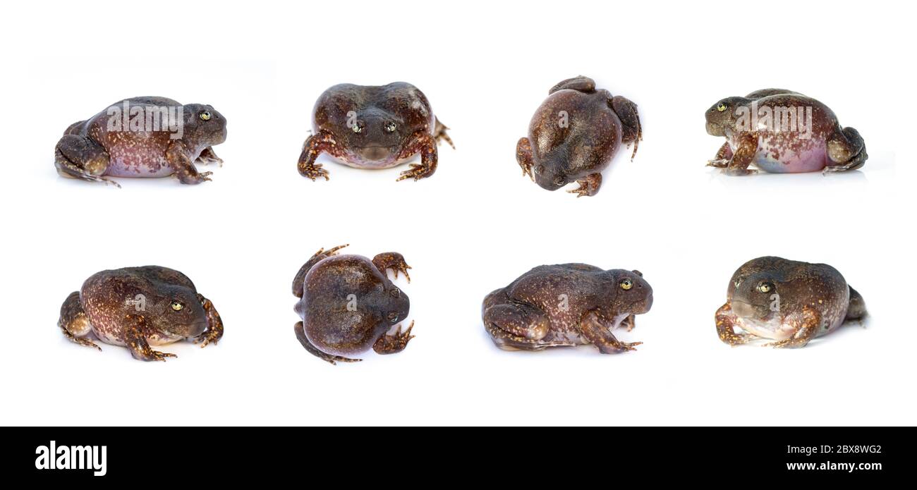 Gruppo di rana di ruscata o rana di palloncino (Glyphoglossus molossus) isolati su sfondo bianco. Anfibio. Animale. Foto Stock
