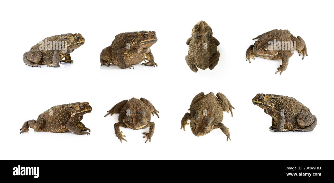 Gruppo di rospi (Bufonidae) isolato su sfondo bianco. Anfibio. Animale. Foto Stock