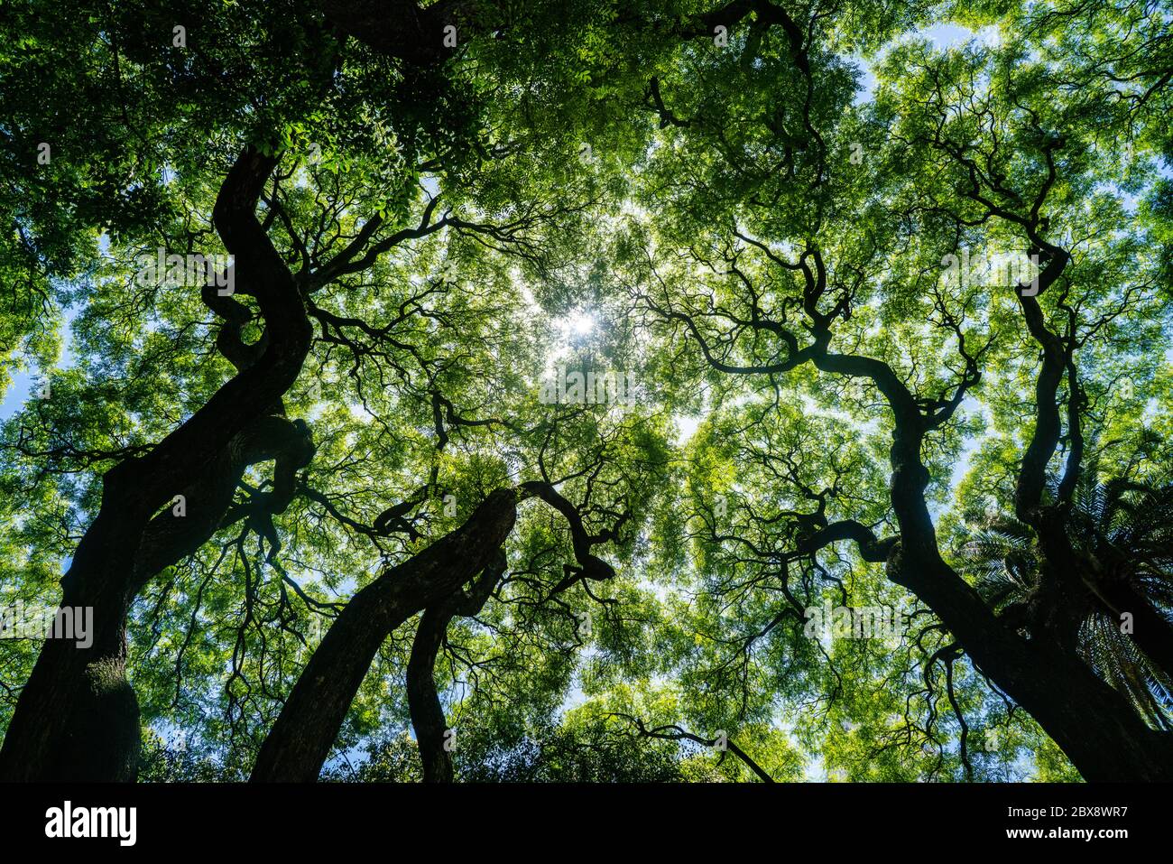 Guarda attraverso gli alberi estivi in un parco argentino Foto Stock