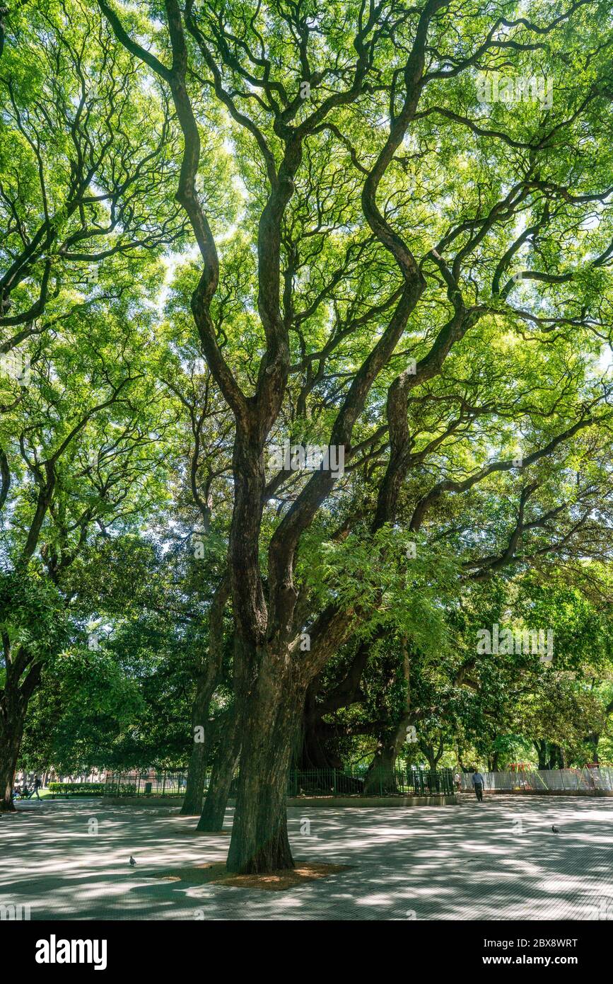 Alberi estivi in un parco argentino Foto Stock