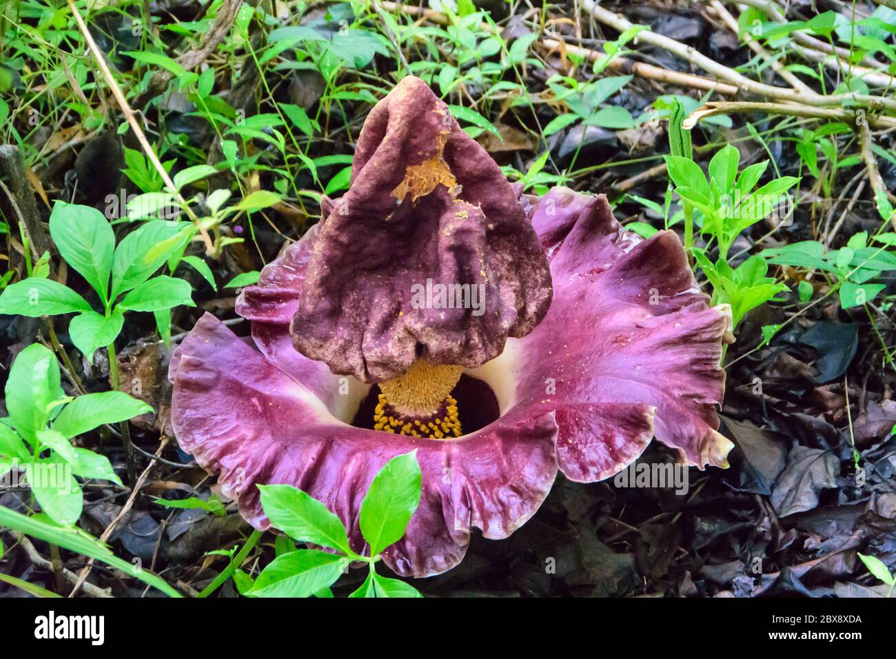 Fiore di Elephant Foot Yam nel Parco Nazionale di Tangkoko nel Nord Sulawesi, Indonesia. Foto Stock